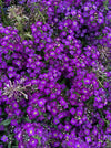 ALYSSUM, WONDERLAND PURPLE