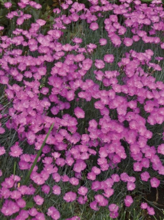 DIANTHUS, FIREWITCH
