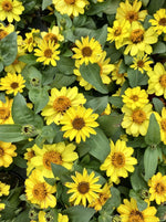 ZINNIA, PROFUSION YELLOW