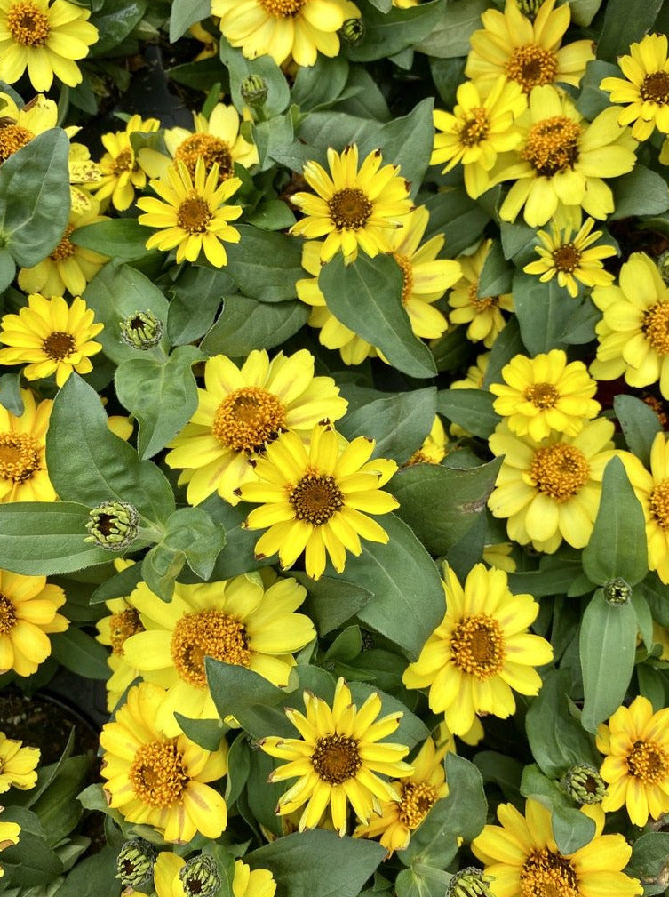 ZINNIA, PROFUSION YELLOW