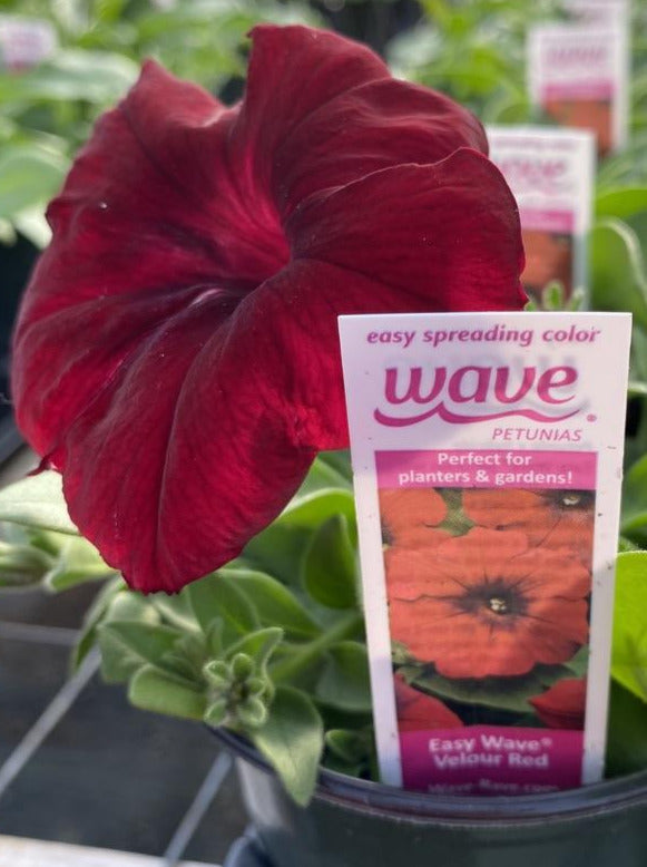 PETUNIA, EASY WAVE VELOUR RED