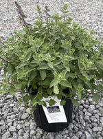 NEPETA, JUNIOR WALKER (CATMINT)