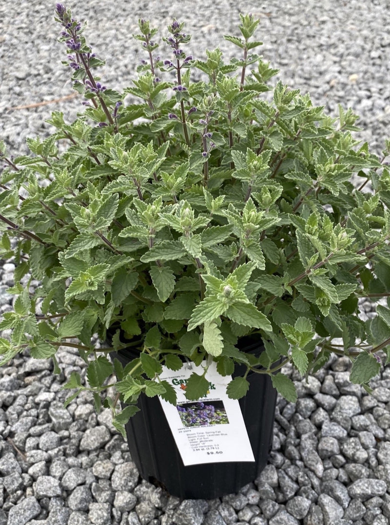 NEPETA, JUNIOR WALKER (CATMINT)