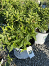 HYDRANGEA, PW® LITTLE LIME