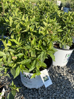 HYDRANGEA, PW® LITTLE LIME