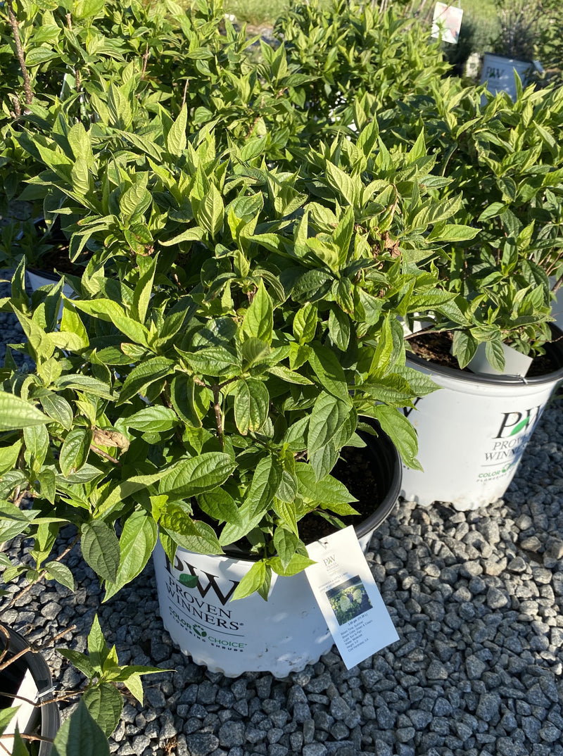 HYDRANGEA, PW® LITTLE LIME