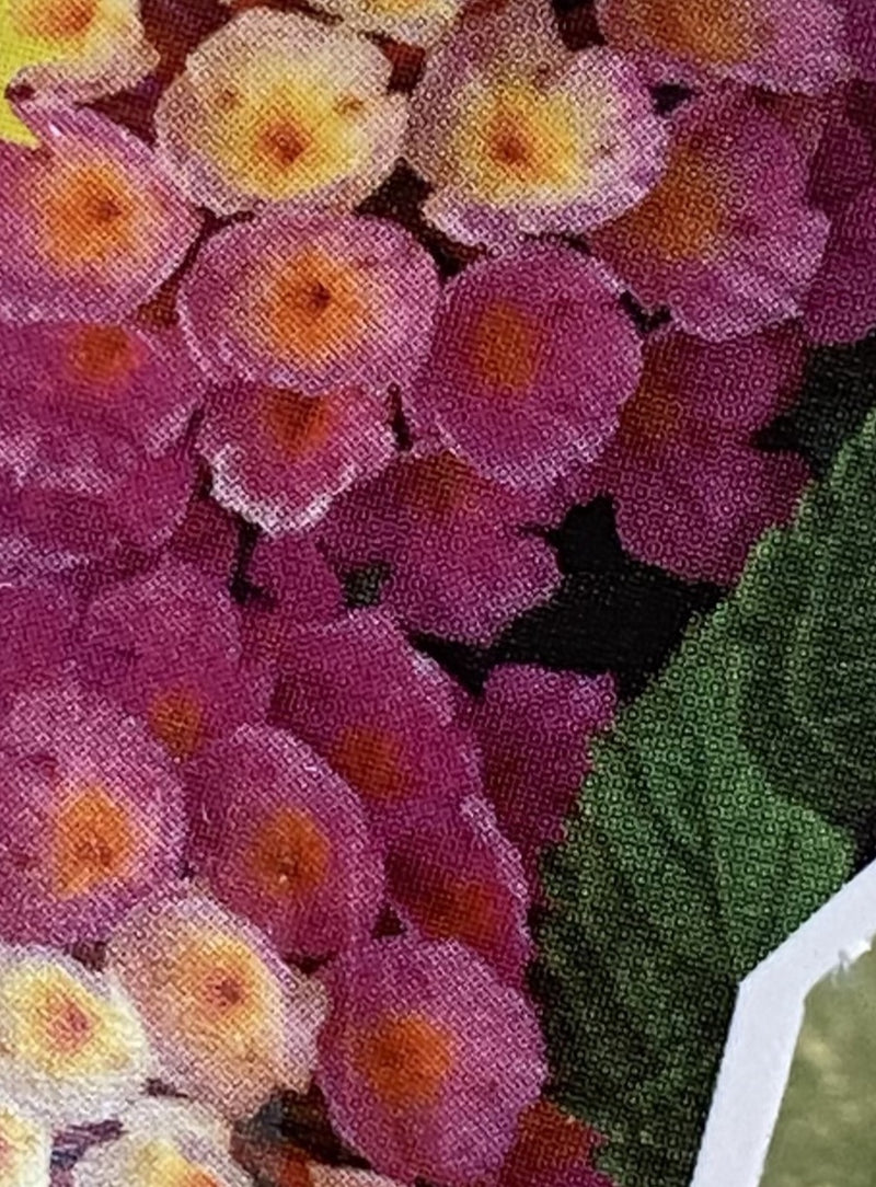 LANTANA, LANDSCAPE BANDANA PINK