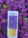 ALYSSUM, WONDERLAND PURPLE