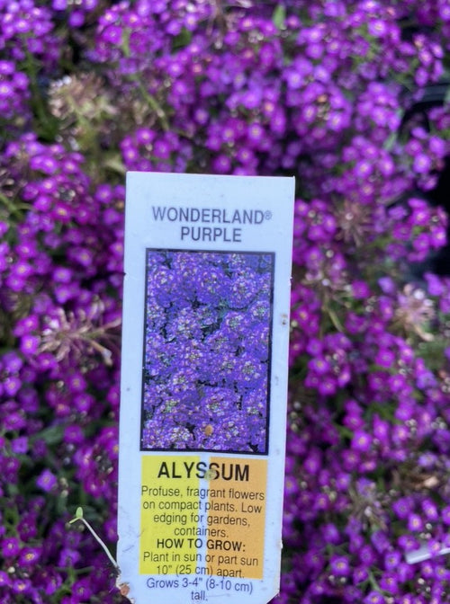 ALYSSUM, WONDERLAND PURPLE