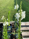 PHYSOSTEGIA, MISS MANNERS (OBEDIENT PLANT)