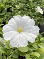 PETUNIA, EASY WAVE WHITE