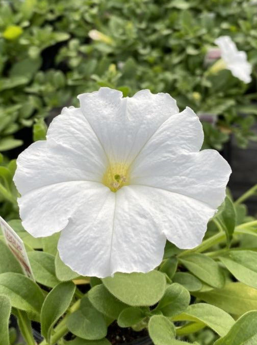 PETUNIA, EASY WAVE WHITE