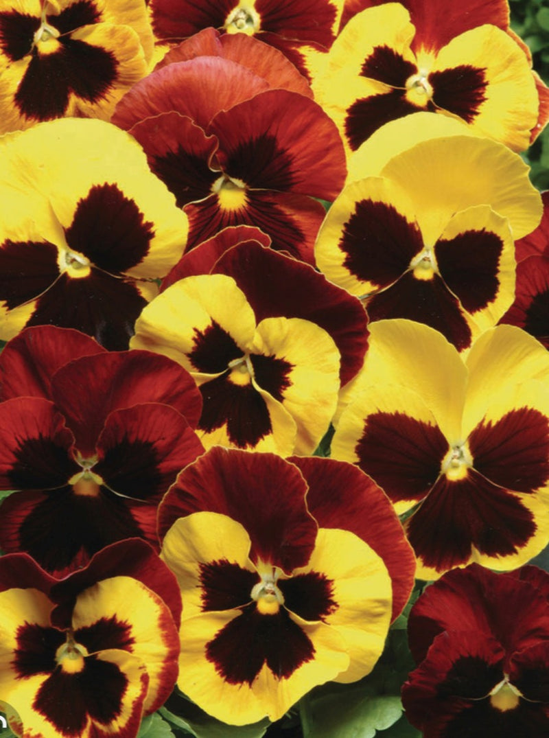 PANSY, MATRIX AUTUMN BLAZE