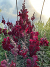 SNAPDRAGON, ROCKET RED