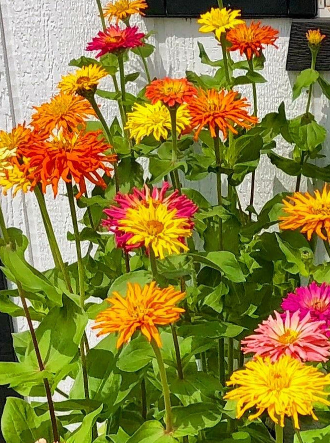 ZINNIA, CACTUS FLOWERED MIX