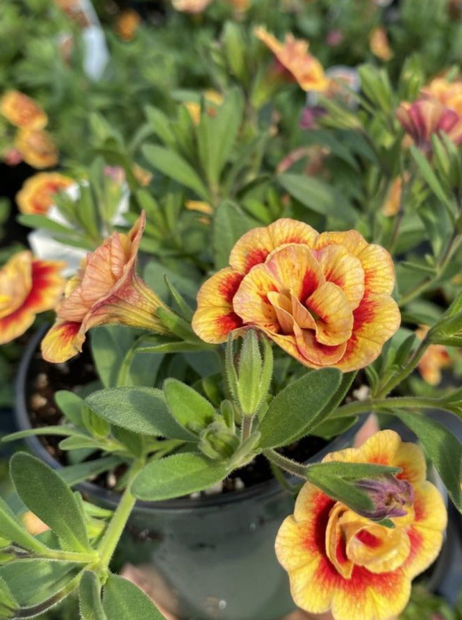 CALIBRACHOA, MF NEO DOUBLE ORANGETASTIC
