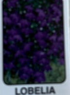 LOBELIA, CRYSTAL PALACE