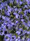 LOBELIA, REGATTA SKY BLUE