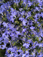 LOBELIA, REGATTA SKY BLUE