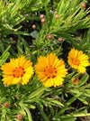 COREOPSIS, SUNFIRE (TICKSEED)
