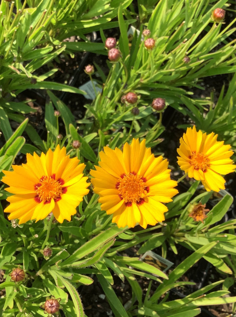 COREOPSIS, SUNFIRE (TICKSEED)