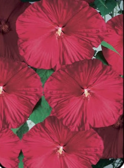 HIBISCUS, LUNA RED (ROSE MALLOW)