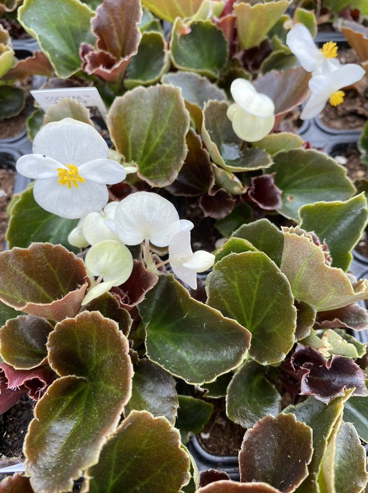 BEGONIA, COCKTAIL WHISKEY