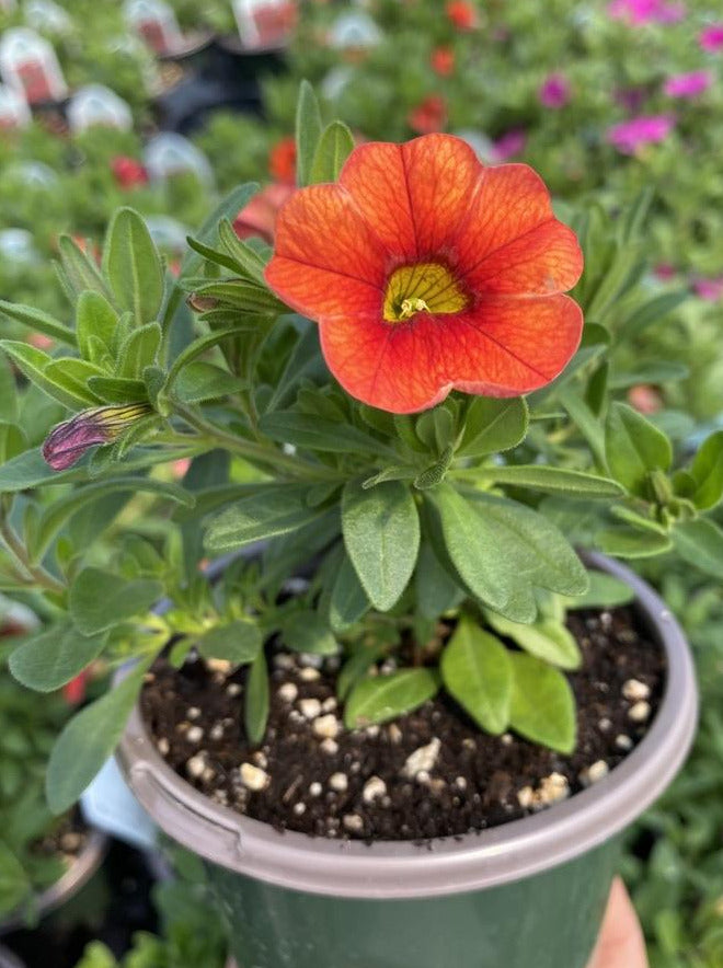 CALIBRACHOA, ALOHA KONA HOT ORANGE
