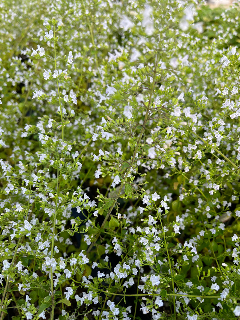 CALAMINTHA NEPETA, WHITE CLOUD