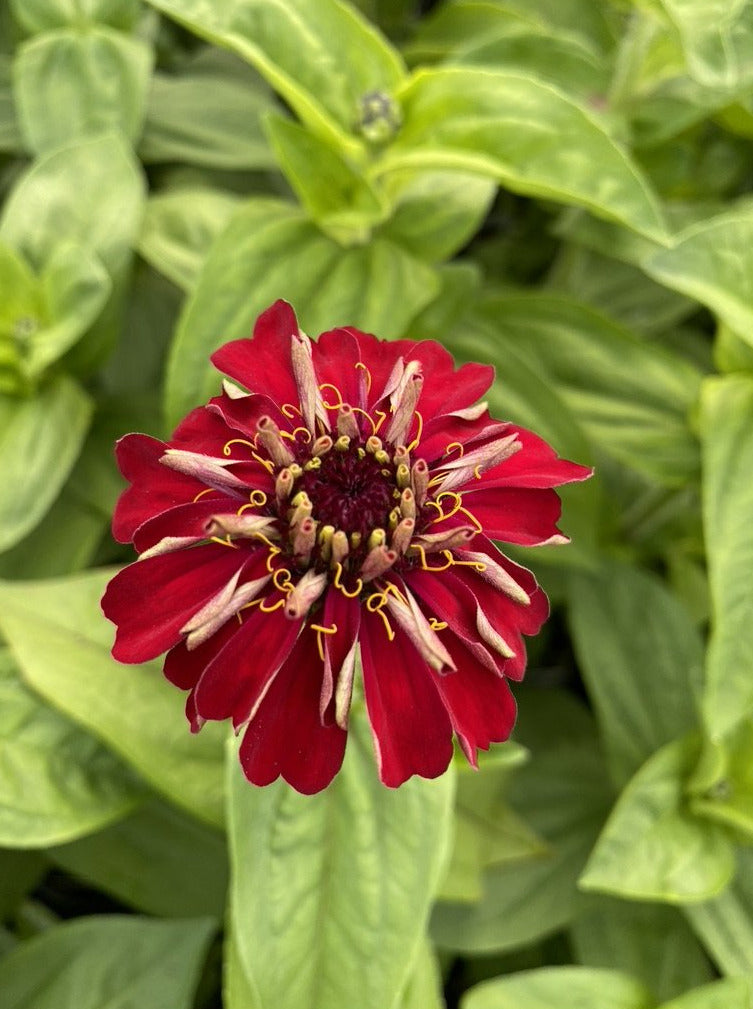 ZINNIA, BENARY'S GIANT DEEP RED