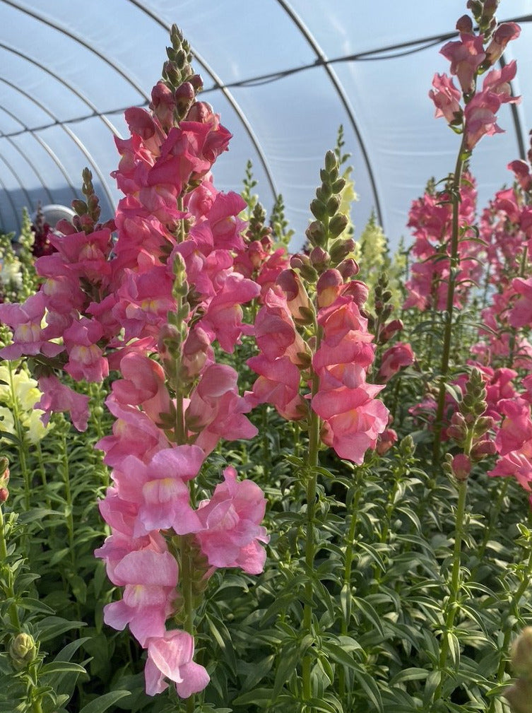 SNAPDRAGON, ROCKET PINK