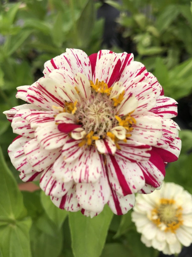 ZINNIA, PEPPERMINT STICK MIX