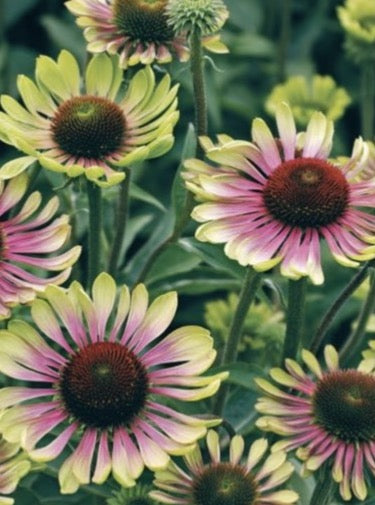 ECHINACEA, GREEN TWISTER (CONEFLOWER)