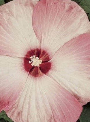 HIBISCUS, LUNA PINK SWIRL (ROSE MALLOW)