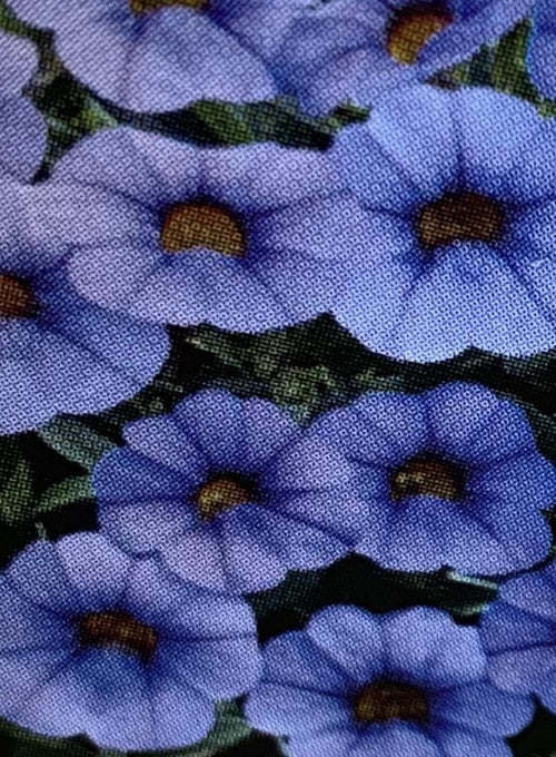 CALIBRACHOA, MF NEO LIGHT BLUE