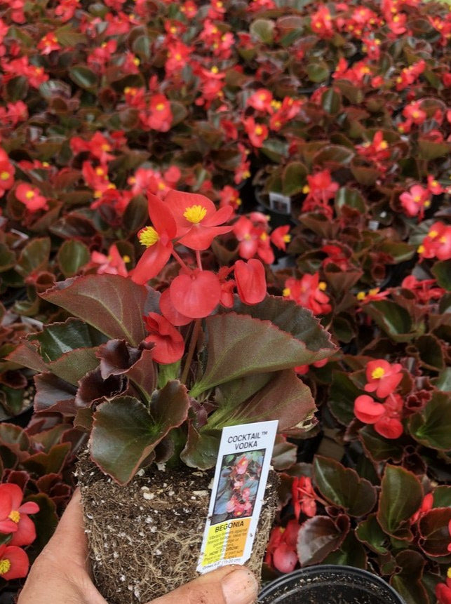 BEGONIA, COCKTAIL VODKA