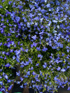 LOBELIA, REGATTA MIDNIGHT BLUE