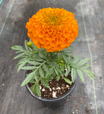 MARIGOLD, ANTIGUA ORANGE