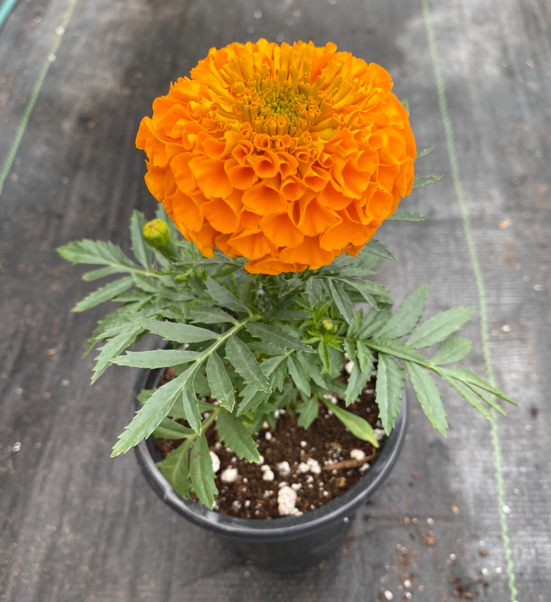 MARIGOLD, ANTIGUA ORANGE