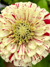 ZINNIA, PEPPERMINT STICK MIX
