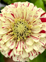 ZINNIA, PEPPERMINT STICK MIX