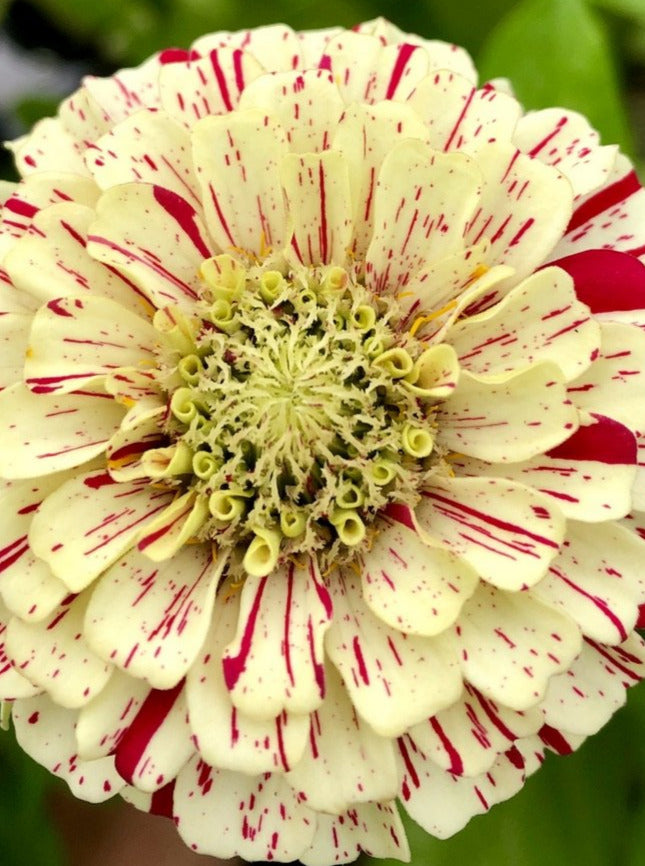 ZINNIA, PEPPERMINT STICK MIX