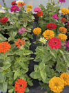 ZINNIA, BENARY'S GIANT MIX