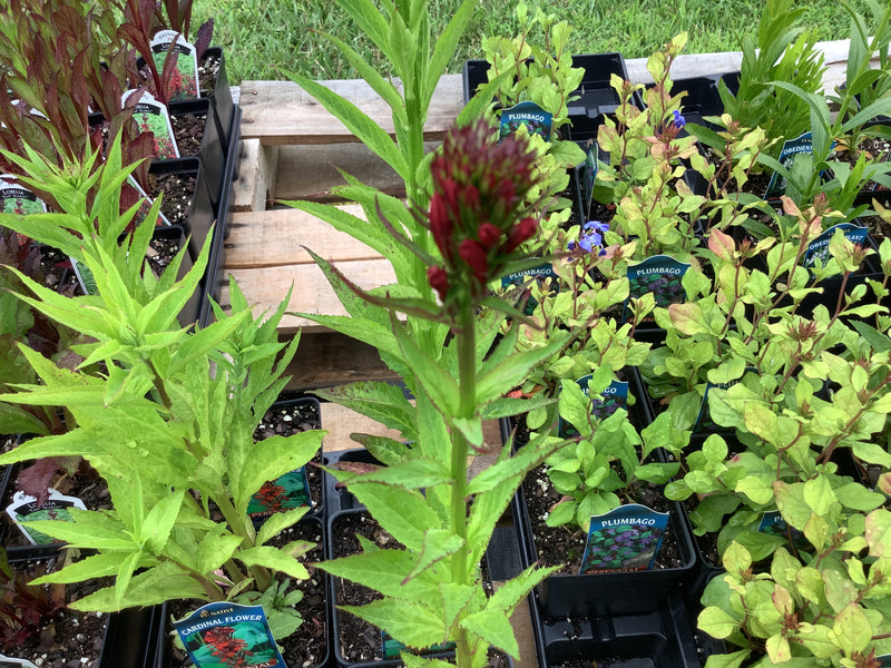 LOBELIA (CARDINAL FLOWER)