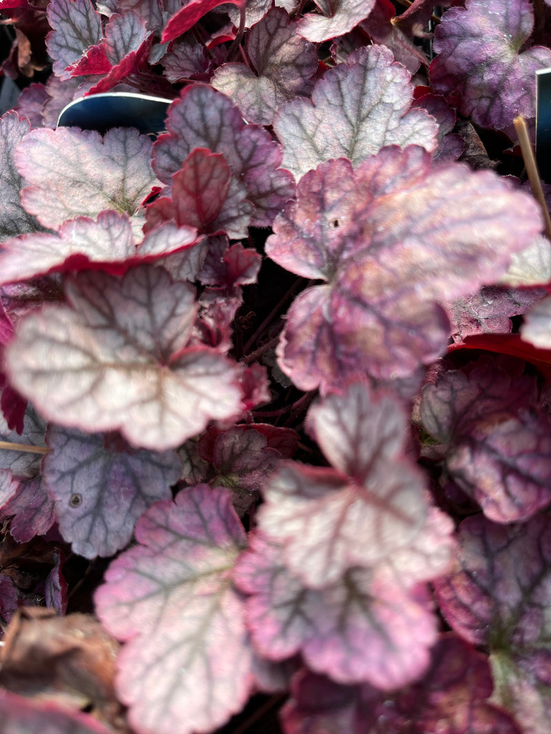 HEUCHERA, SILVER SCROLLS (CORAL BELLS)