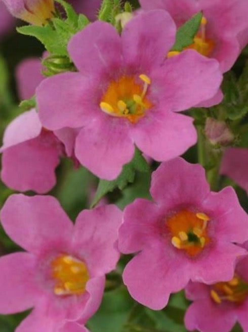 BACOPA, PINKTOPIA PINK