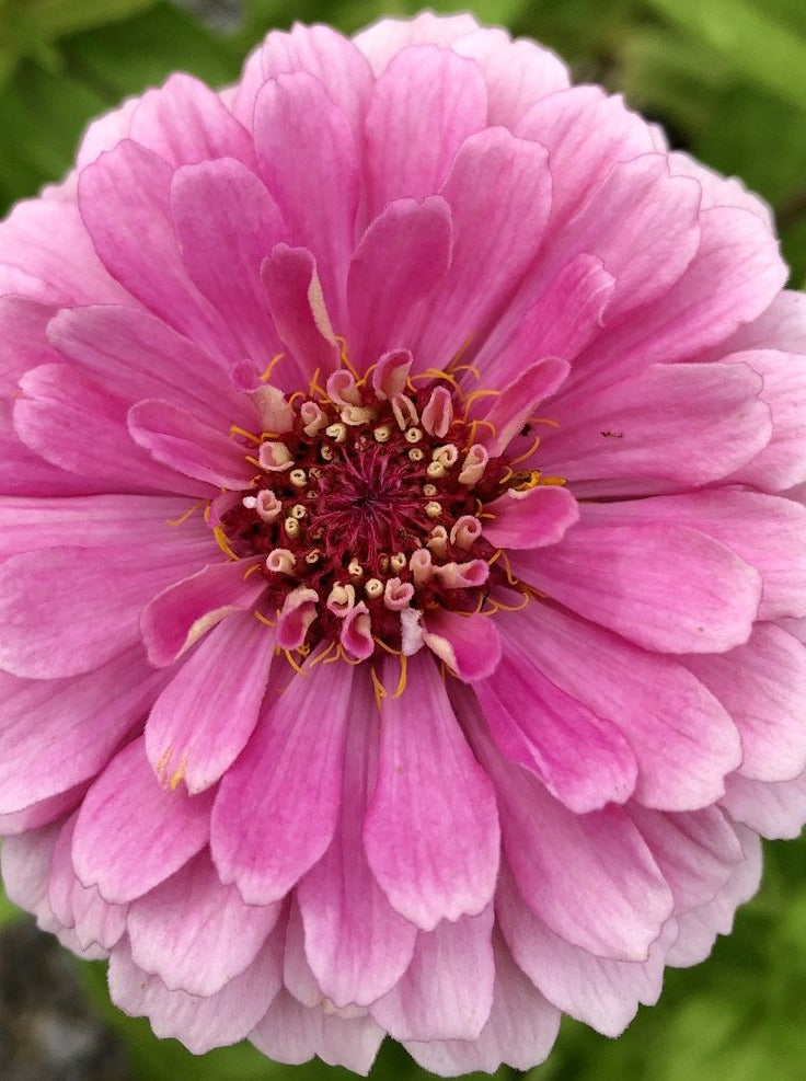 ZINNIA, BENARY'S GIANT BRIGHT PINK