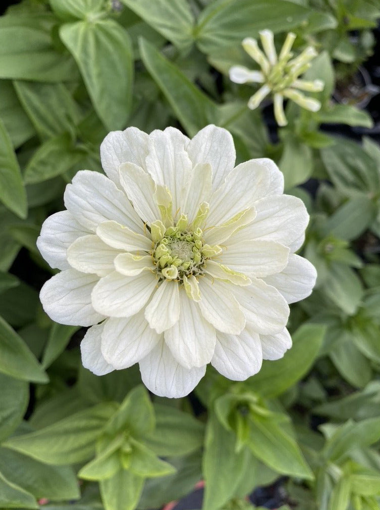 ZINNIA, BENARY'S GIANT WHITE