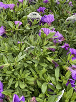 CALIBRACHOA, MF NEO LIGHT BLUE