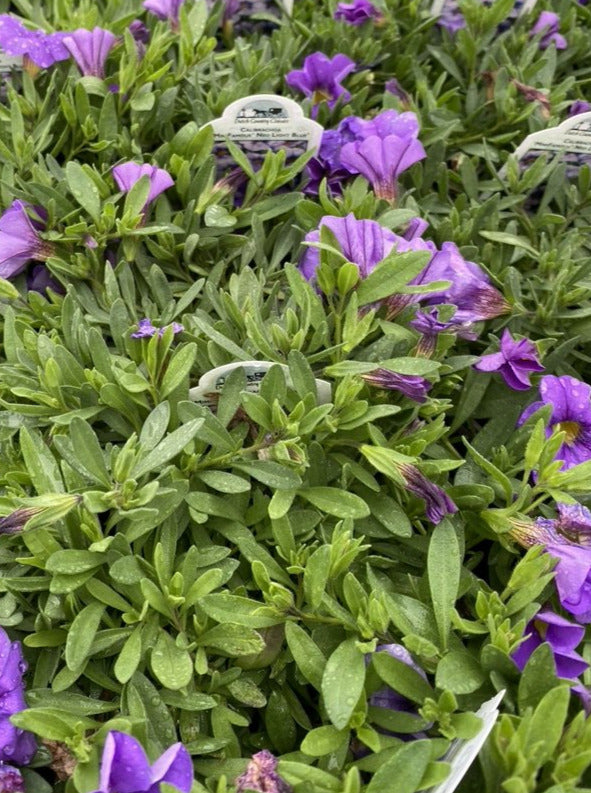 CALIBRACHOA, MF NEO LIGHT BLUE